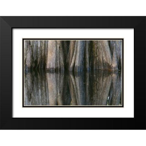 Pattern of cypress trees reflecting on blackwater area of St Johns River-central Florida Black Modern Wood Framed Art Print with Double Matting by Jones, Adam
