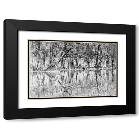 Early spring view of cypress trees reflecting on blackwater area of St Johns River-central Florida Black Modern Wood Framed Art Print with Double Matting by Jones, Adam