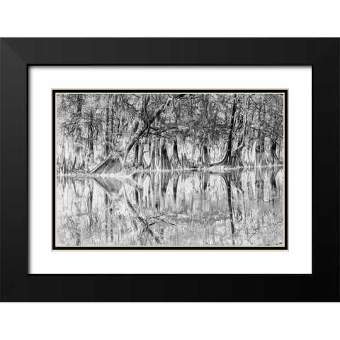 Early spring view of cypress trees reflecting on blackwater area of St Johns River-central Florida Black Modern Wood Framed Art Print with Double Matting by Jones, Adam