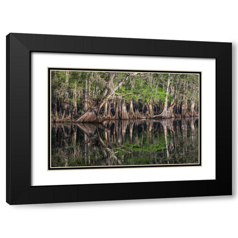 Early spring view of cypress trees reflecting on blackwater area of St Johns River-central Florida Black Modern Wood Framed Art Print with Double Matting by Jones, Adam