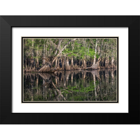 Early spring view of cypress trees reflecting on blackwater area of St Johns River-central Florida Black Modern Wood Framed Art Print with Double Matting by Jones, Adam