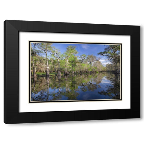 Early spring view of cypress trees reflecting on blackwater area of St Johns River-central Florida Black Modern Wood Framed Art Print with Double Matting by Jones, Adam