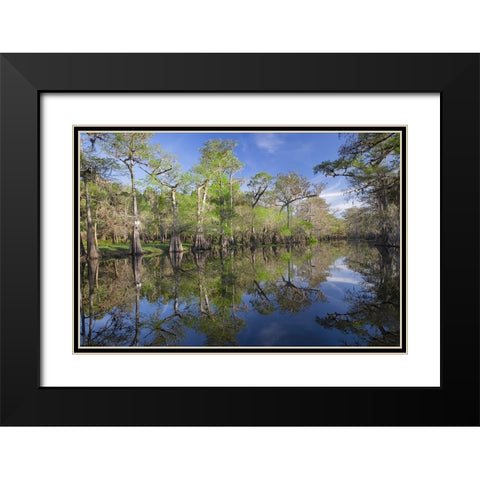 Early spring view of cypress trees reflecting on blackwater area of St Johns River-central Florida Black Modern Wood Framed Art Print with Double Matting by Jones, Adam