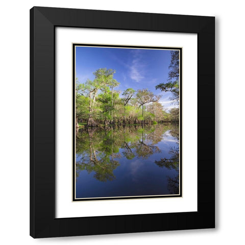 Early spring view of cypress trees reflecting on blackwater area of St Johns River-central Florida Black Modern Wood Framed Art Print with Double Matting by Jones, Adam