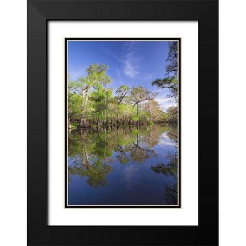 Early spring view of cypress trees reflecting on blackwater area of St Johns River-central Florida Black Modern Wood Framed Art Print with Double Matting by Jones, Adam