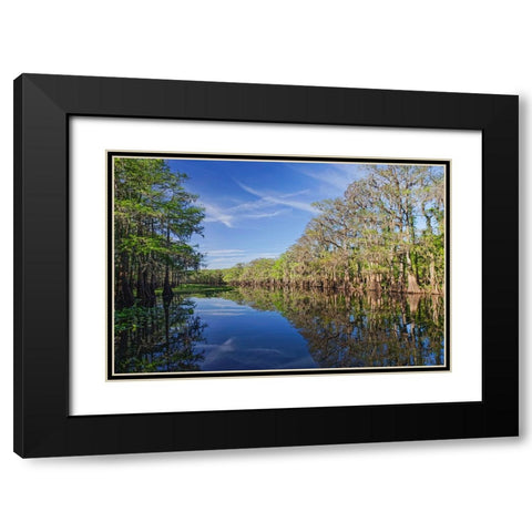 Early spring view of cypress trees reflecting on blackwater area of St Johns River-central Florida Black Modern Wood Framed Art Print with Double Matting by Jones, Adam