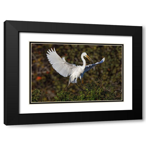 Great egret landing at nest site Venice rookery-Venice-Florida Black Modern Wood Framed Art Print with Double Matting by Jones, Adam