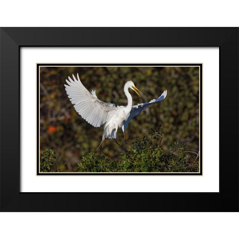 Great egret landing at nest site Venice rookery-Venice-Florida Black Modern Wood Framed Art Print with Double Matting by Jones, Adam