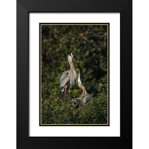 Blue Heron nest-Venice-Florida Black Modern Wood Framed Art Print with Double Matting by Jones, Adam