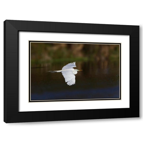 Great egret flying Venice rookery-Venice-Florida Black Modern Wood Framed Art Print with Double Matting by Jones, Adam