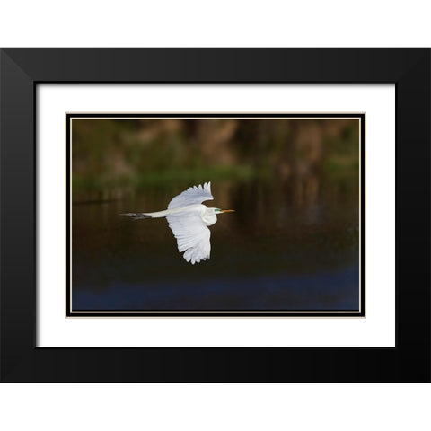 Great egret flying Venice rookery-Venice-Florida Black Modern Wood Framed Art Print with Double Matting by Jones, Adam