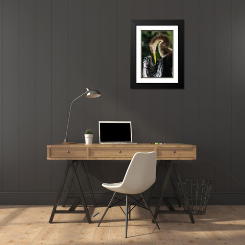 Anhinga preening Florida Black Modern Wood Framed Art Print with Double Matting by Jones, Adam