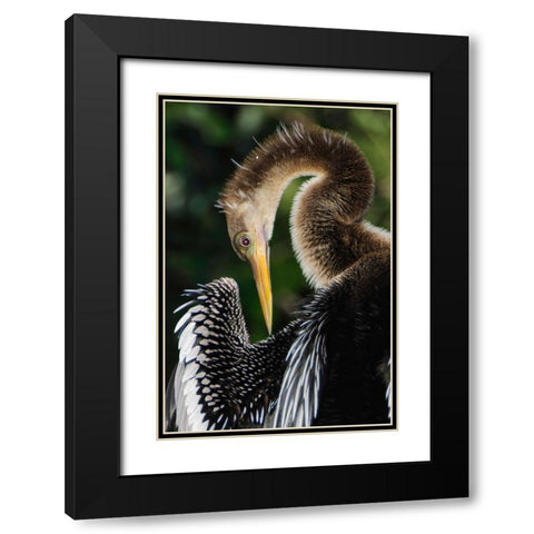 Anhinga preening Florida Black Modern Wood Framed Art Print with Double Matting by Jones, Adam
