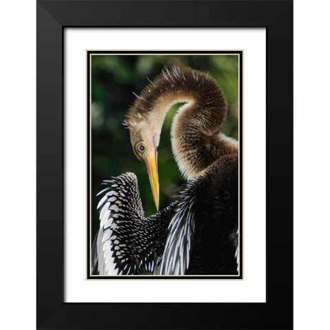 Anhinga preening Florida Black Modern Wood Framed Art Print with Double Matting by Jones, Adam