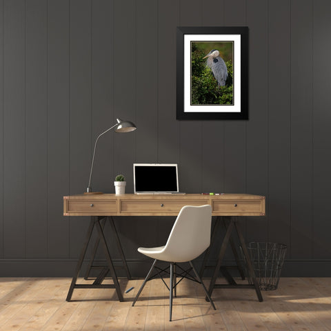 Great blue heron-Venice rookery-Venice-Florida Black Modern Wood Framed Art Print with Double Matting by Jones, Adam