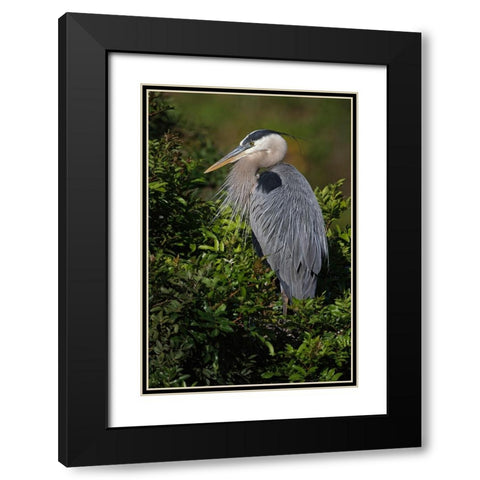 Great blue heron-Venice rookery-Venice-Florida Black Modern Wood Framed Art Print with Double Matting by Jones, Adam