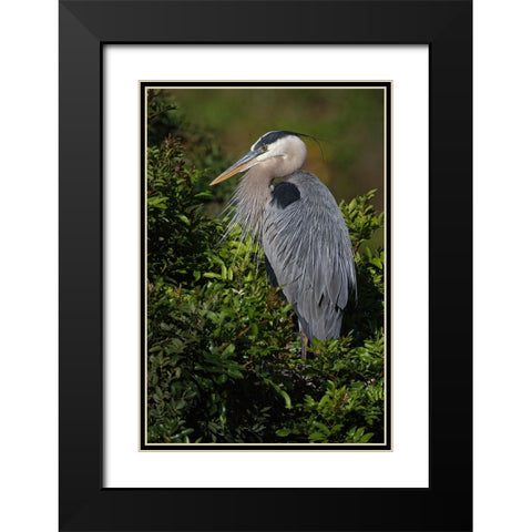 Great blue heron-Venice rookery-Venice-Florida Black Modern Wood Framed Art Print with Double Matting by Jones, Adam