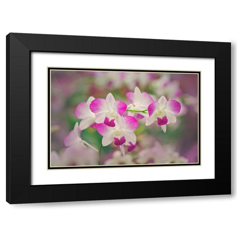 Hybrid Orchids Selby Gardens-Sarasota-Florida Black Modern Wood Framed Art Print with Double Matting by Jones, Adam