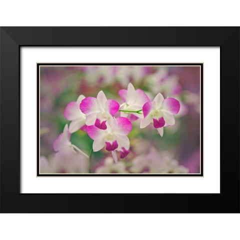 Hybrid Orchids Selby Gardens-Sarasota-Florida Black Modern Wood Framed Art Print with Double Matting by Jones, Adam