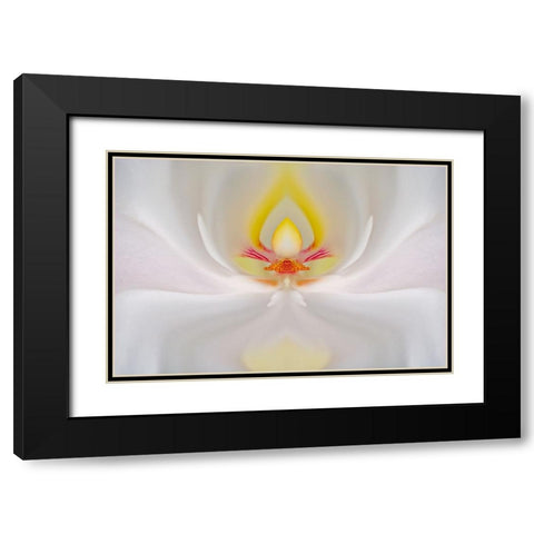 Abstract Hybrid Orchid Selby Gardens-Sarasota-Florida Black Modern Wood Framed Art Print with Double Matting by Jones, Adam