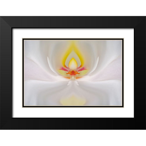 Abstract Hybrid Orchid Selby Gardens-Sarasota-Florida Black Modern Wood Framed Art Print with Double Matting by Jones, Adam
