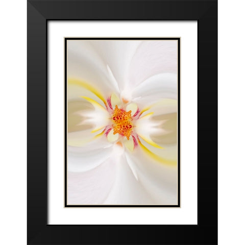 Hybrid Orchid Selby Gardens-Sarasota-Florida Black Modern Wood Framed Art Print with Double Matting by Jones, Adam