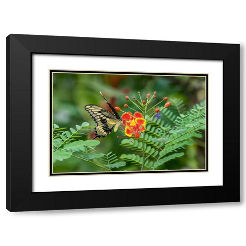 Eastern tiger swallowtail-Florida Black Modern Wood Framed Art Print with Double Matting by Jones, Adam