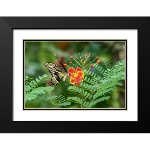 Eastern tiger swallowtail-Florida Black Modern Wood Framed Art Print with Double Matting by Jones, Adam