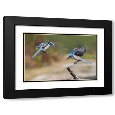 Florida scrub jay-Merritt Island National Wildlife Refuge-Florida Black Modern Wood Framed Art Print with Double Matting by Jones, Adam