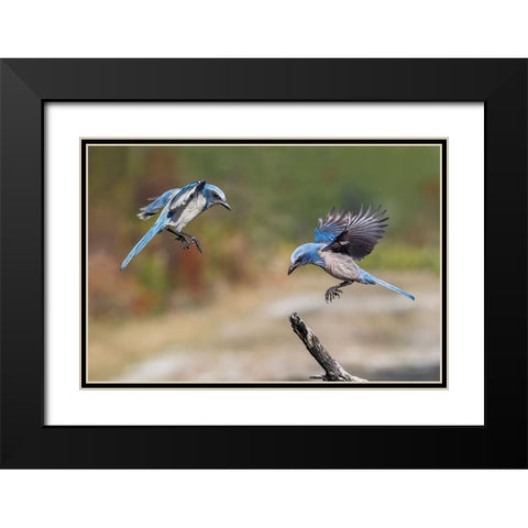 Florida scrub jay-Merritt Island National Wildlife Refuge-Florida Black Modern Wood Framed Art Print with Double Matting by Jones, Adam