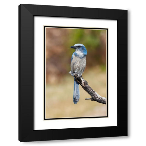 Florida scrub jay-Merritt Island National Wildlife Refuge-Florida Black Modern Wood Framed Art Print with Double Matting by Jones, Adam