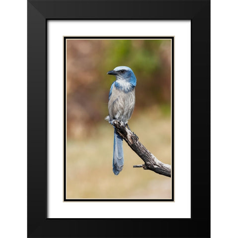 Florida scrub jay-Merritt Island National Wildlife Refuge-Florida Black Modern Wood Framed Art Print with Double Matting by Jones, Adam
