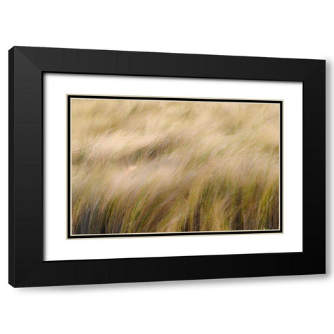 Abstract view of grasses blowing in the wind-Merritt Island National Wildlife Refuge-Florida Black Modern Wood Framed Art Print with Double Matting by Jones, Adam