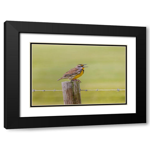 Eastern meadowlark on fence post-Florida Black Modern Wood Framed Art Print with Double Matting by Jones, Adam