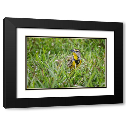 Eastern meadowlark on the ground in grass-Florida Black Modern Wood Framed Art Print with Double Matting by Jones, Adam