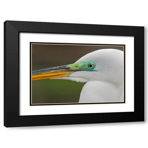 Male Great egret in breeding plumage-Merritt Island National Wildlife Refuge-Florida Black Modern Wood Framed Art Print with Double Matting by Jones, Adam