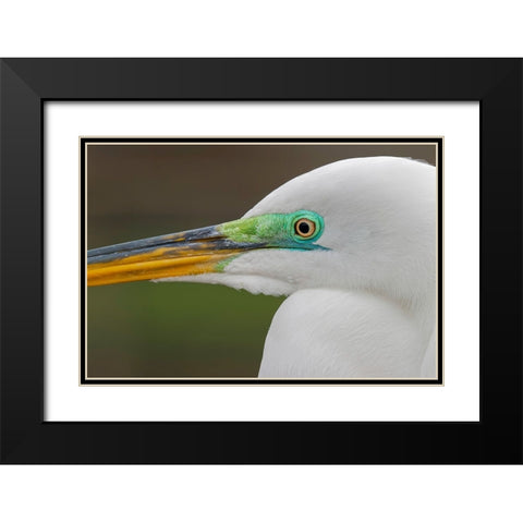 Male Great egret in breeding plumage-Merritt Island National Wildlife Refuge-Florida Black Modern Wood Framed Art Print with Double Matting by Jones, Adam