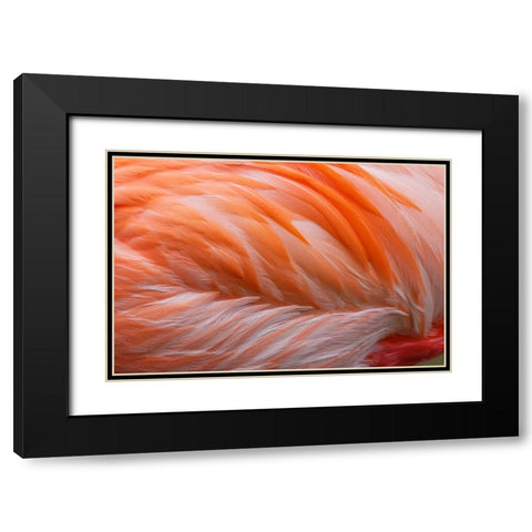 Pink feather pattern on back of flamingo-Florida Black Modern Wood Framed Art Print with Double Matting by Jones, Adam