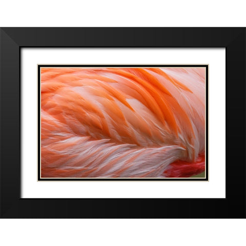 Pink feather pattern on back of flamingo-Florida Black Modern Wood Framed Art Print with Double Matting by Jones, Adam
