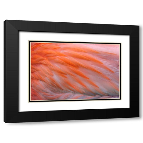 Pink feather pattern on back of flamingo-Florida Black Modern Wood Framed Art Print with Double Matting by Jones, Adam