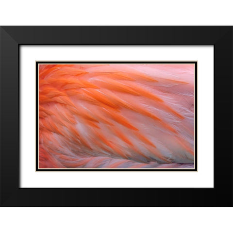 Pink feather pattern on back of flamingo-Florida Black Modern Wood Framed Art Print with Double Matting by Jones, Adam