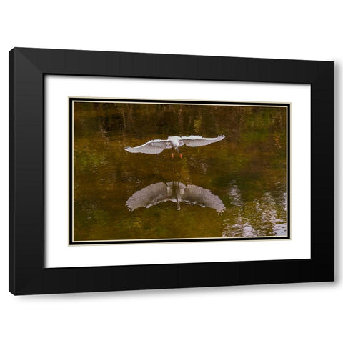 Snowy egret flying-Merritt Island National Wildlife Refuge-Florida Black Modern Wood Framed Art Print with Double Matting by Jones, Adam