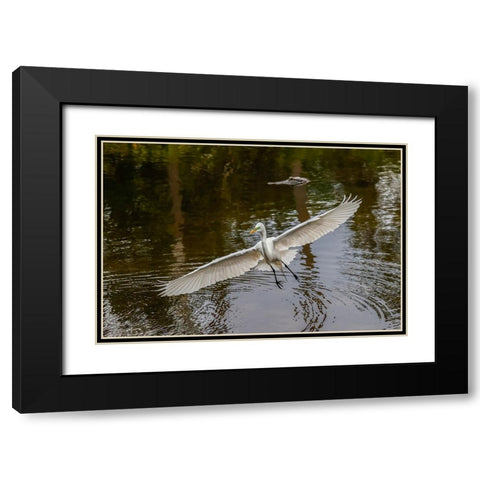 Male Great egret flying-Merritt Island National Wildlife Refuge-Florida Black Modern Wood Framed Art Print with Double Matting by Jones, Adam