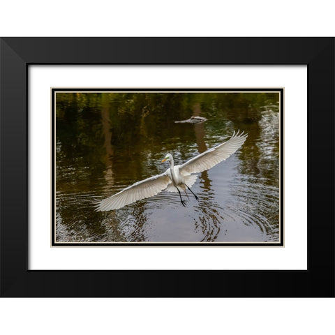 Male Great egret flying-Merritt Island National Wildlife Refuge-Florida Black Modern Wood Framed Art Print with Double Matting by Jones, Adam