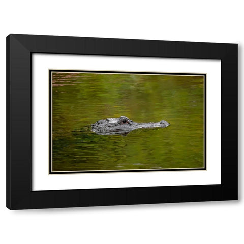 American alligator-Merritt Island National Wildlife Refuge-Florida Black Modern Wood Framed Art Print with Double Matting by Jones, Adam