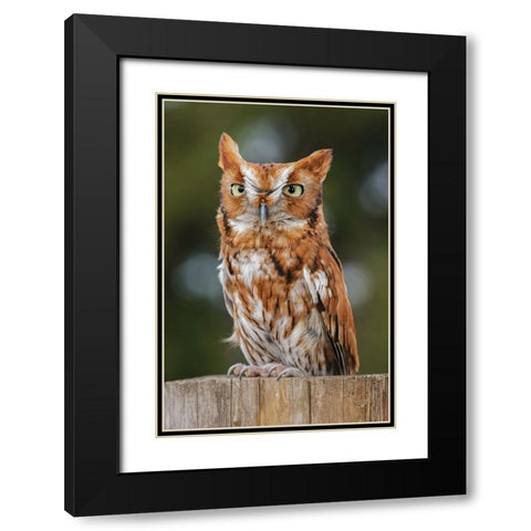 Eastern screech owl-Florida Black Modern Wood Framed Art Print with Double Matting by Jones, Adam