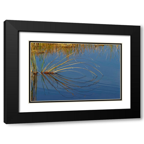 Golden reeds reflecting on still water-Lake Apopka Wildlife Drive-Apopka-Florida Black Modern Wood Framed Art Print with Double Matting by Jones, Adam