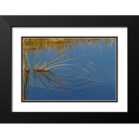 Golden reeds reflecting on still water-Lake Apopka Wildlife Drive-Apopka-Florida Black Modern Wood Framed Art Print with Double Matting by Jones, Adam