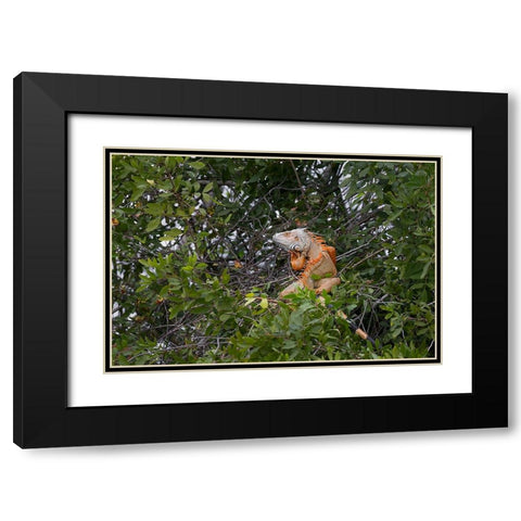 Large Green iguana-an invasive species in Florida Black Modern Wood Framed Art Print with Double Matting by Jones, Adam