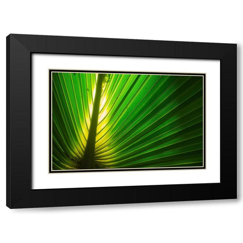Florida-Backlit Palm Tree Leaf Black Modern Wood Framed Art Print with Double Matting by Miller, Anna